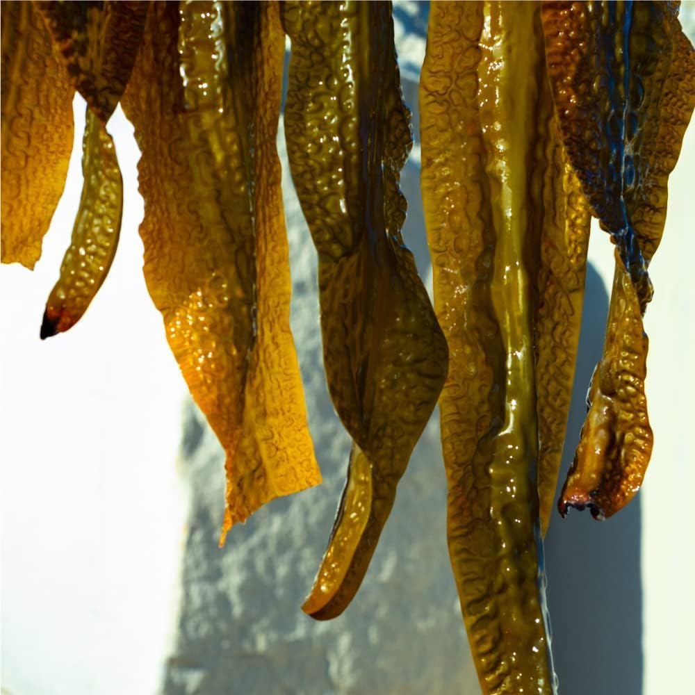 SHIRO Gome Kombu Eye Cream