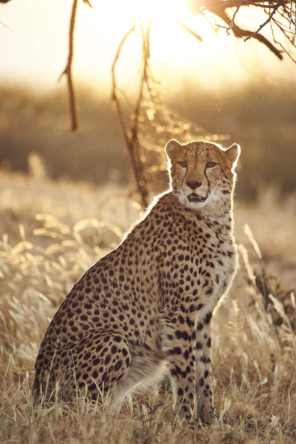 Tamron SP 150-600mm F/5-6.3 Di VC USD G2
