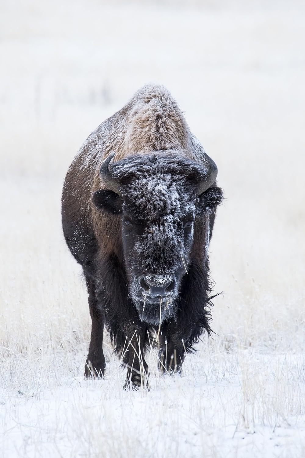 Tamron SP 150-600mm F/5-6.3 VC USD SLR Black