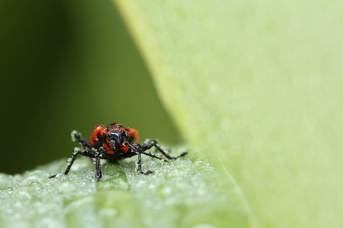TAMRON 単焦点マクロレンズ SP 90mm F2.8 Di MACRO 1:1 VC USD キヤノン用 フルサイズ対応 F004E