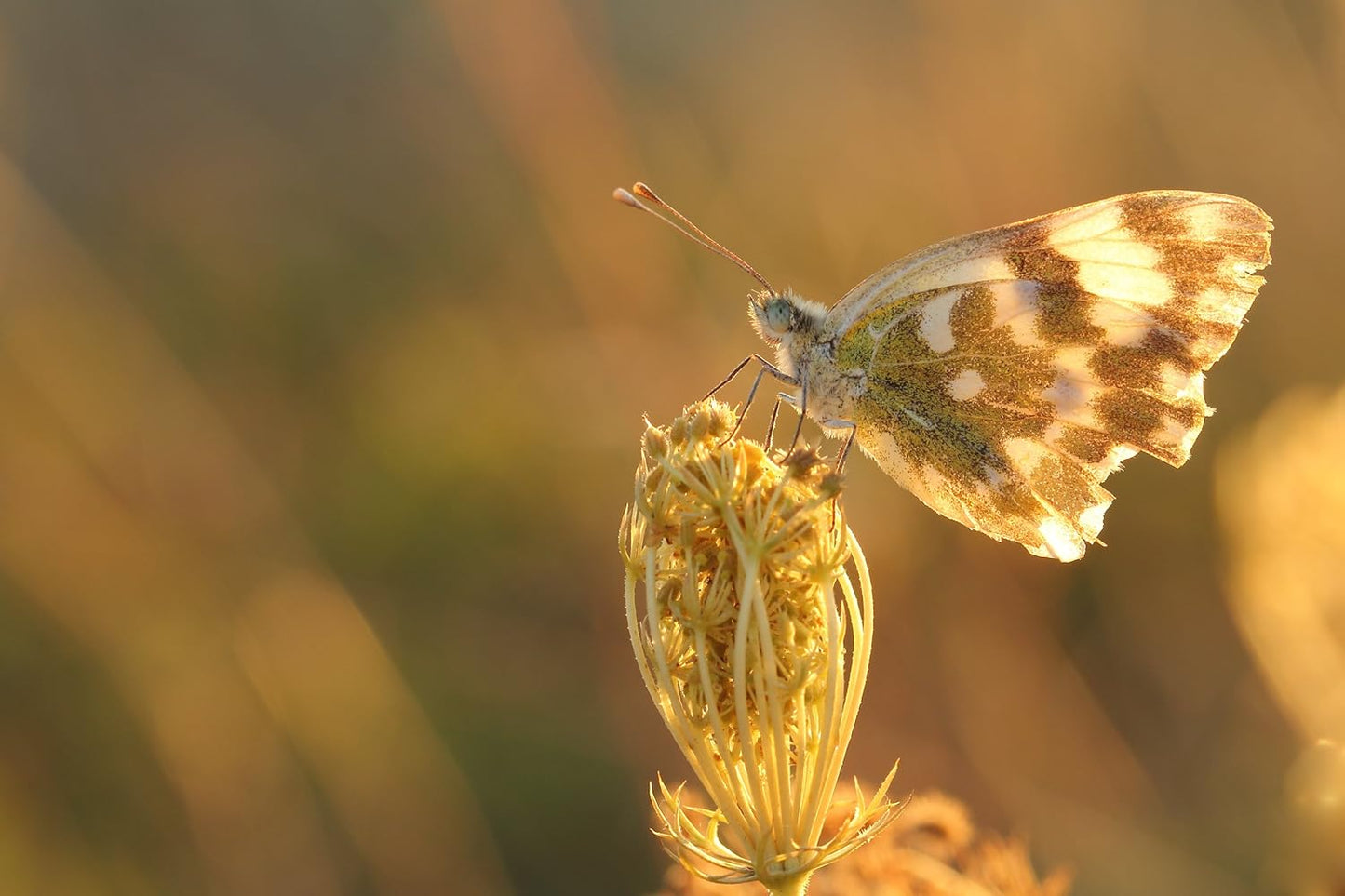 TAMRON 単焦点マクロレンズ SP 90mm F2.8 Di MACRO 1:1 VC USD キヤノン用 フルサイズ対応 F004E