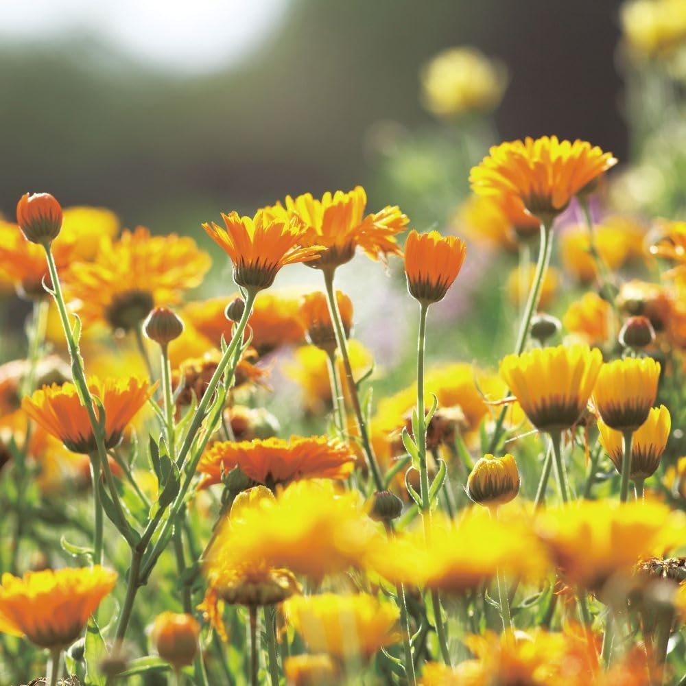 Leaf & Botanics Emulsion Calendula Refill (Emulsion)