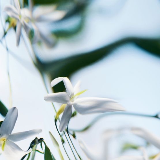 BYREDO Blanche absolu de parfum 50 ml - Image 5