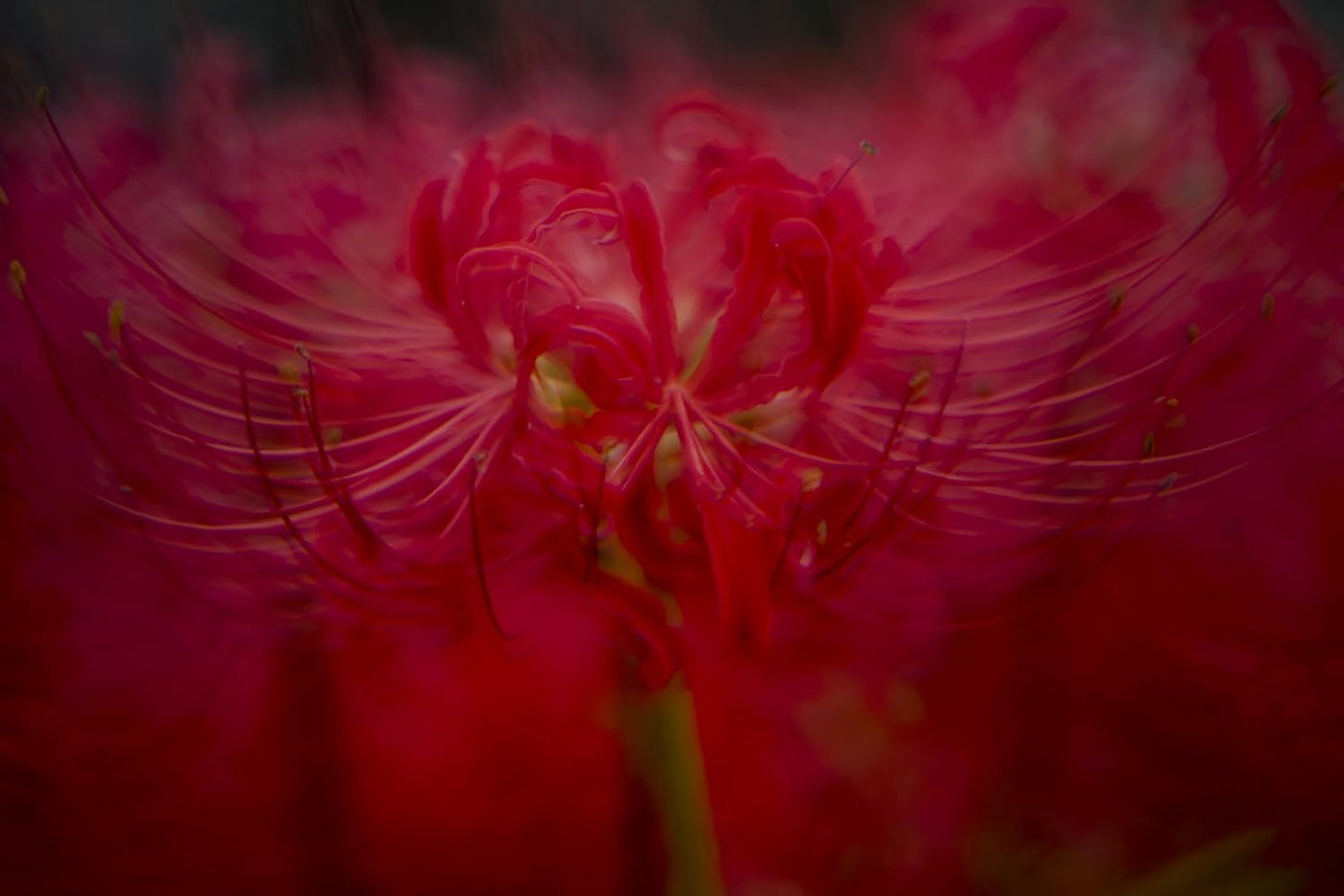 ZHONG YI OPITCS Creator 135mm F2.8 II Monofocal Lens (Canon EF Mount)