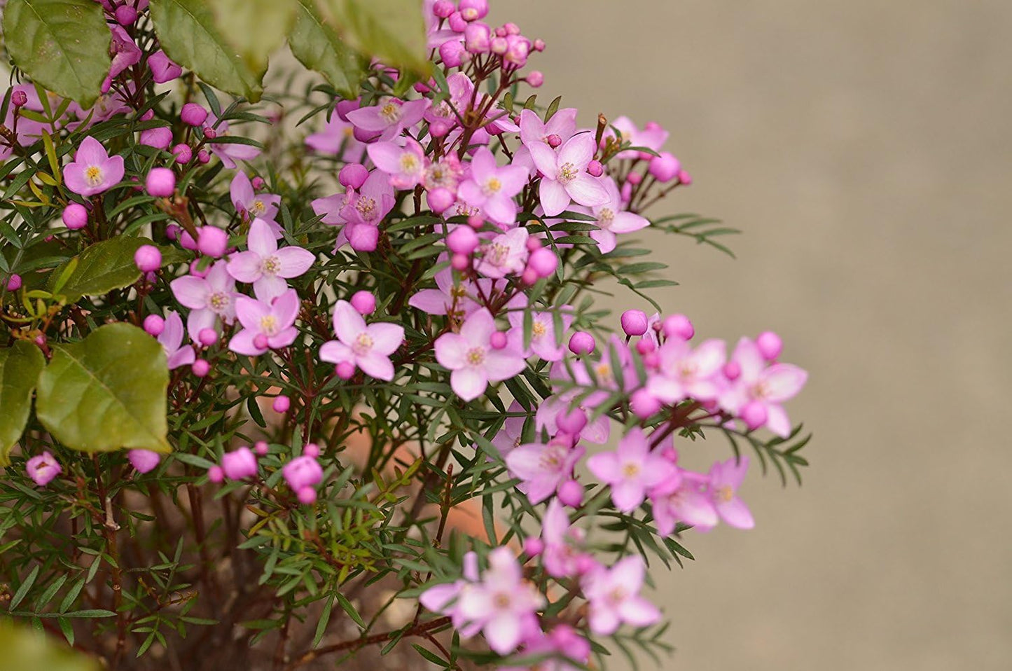 Sigma 105mm F2.8 EX DG OS HSM Macro