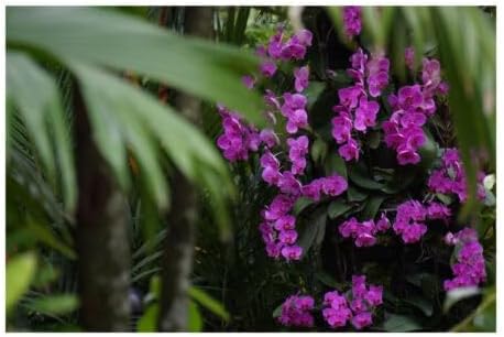 SONY 望遠ズームレンズ E 55-210mm F4.5-6.3 OSS ソニー Eマウント用 APS-C専用 SEL55210