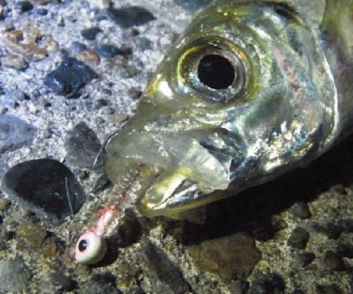 Daiwa Rockfish/Horse Mackerel Jig Head, Tsukinoshita Bijin SW Light Jig Head SS Various