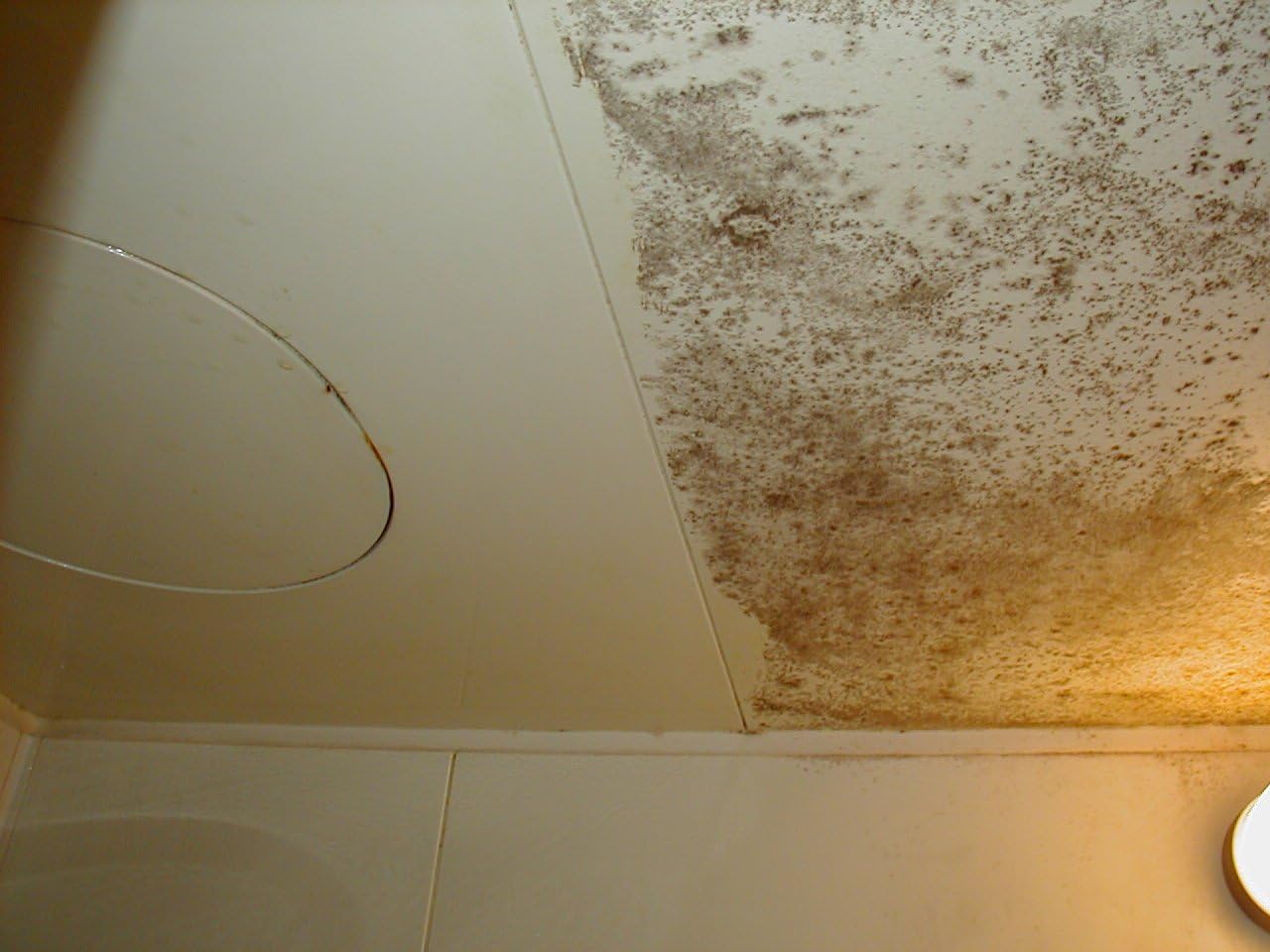 (High concentration, high permeability! Non-decomposition formula repels mildew!) Mold removal craftsman prescription 20 L!