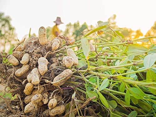 Unroasted Peanuts from Chiba Prefecture, 15.9 oz (450 g), Ungrilled Peanuts