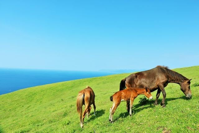 【日本の風景ポストカード】宮崎県 都井岬 草原で草を食む野生馬の親子 母馬と子馬 午年 はがき お土産 ハガキ 撮影/YOSHIO IWASAWA