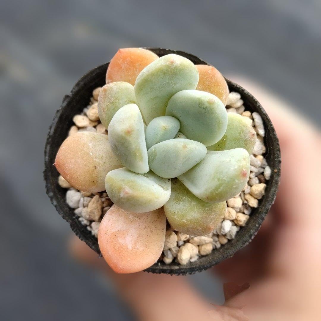 ミルクキャンディ? 抜き苗 エケベリア むちむち? 多肉植物