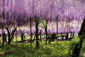 【花のポストカード】大分県宇佐市 藤棚から垂れる薄紫の藤の花房 はがき お土産 ハガキ 撮影/絶景.com