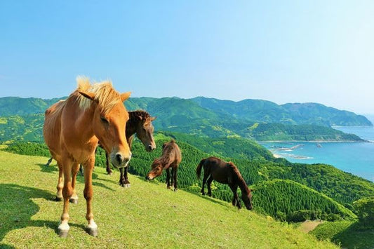 【日本の風景ポストカード】宮崎県 都井岬 緑の丘と海を背にした野生馬の群れ 馬 午年 はがき お土産 ハガキ 撮影/YOSHIO IWASAWA
