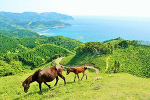 【日本の風景ポストカード】宮崎県 都井岬 海岸を見下ろす草原を歩く母馬と子馬 馬 午年 はがき お土産 ハガキ 撮影/YOSHIO IWASAWA