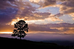 【日本の風景／地名のポストカード】岡山県蒜山高原の一本の木と朝焼けの雲 はがき お土産 ハガキ 撮影/絶景.com