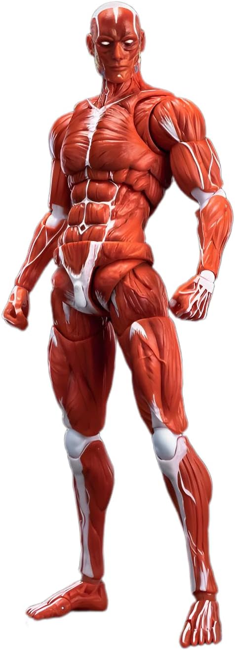 LEBOO 1/12 Toyocho Keeping Male Action Body Muscle Body for Movable Action Figures, Red
