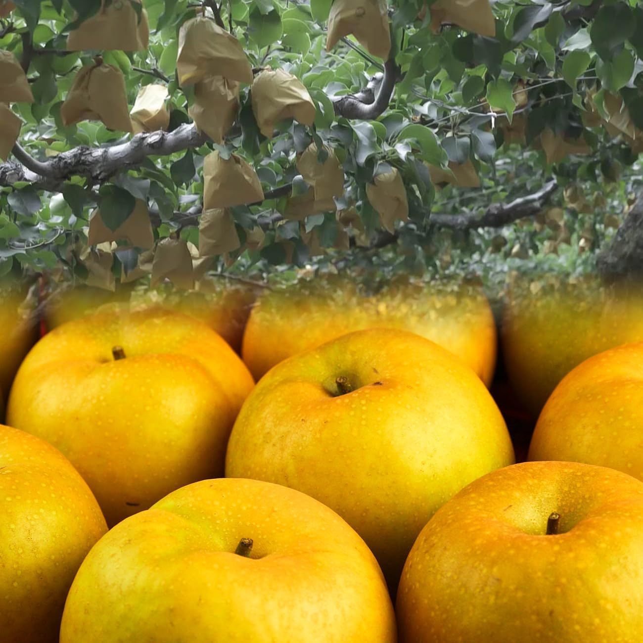 Hirooka Farm Shinkansen (Shinkansen), 11.0 lbs (5 kg) Pack (7 - 16 Balls), Tottori Prefecture Pear None, Shin-Kansen Pear Akahide (For Gift)