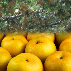 Hirooka Farm Shinkansen (Shinkansen), 11.0 lbs (5 kg) Pack (7 - 16 Balls), Tottori Prefecture Pear None, Shin-Kansen Pear Akahide (For Gift)