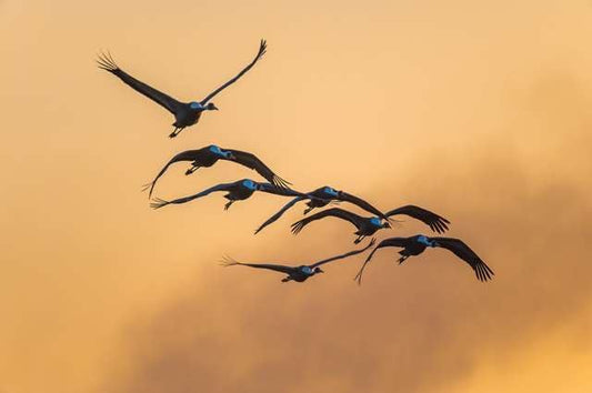 (Japanese Landscape Postcard) Kagoshima Prefecture Izui at Dawn Birds 4 Postcard Photo Card Souvenir Photo by daikegoro