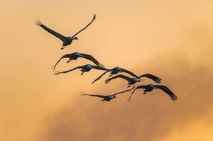 (Japanese Landscape Postcard) Kagoshima Prefecture Izui at Dawn Birds 4 Postcard Photo Card Souvenir Photo by daikegoro
