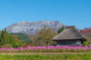 【日本の風景／地名のポストカード】鳥取県大山 秋晴れの空とコスモス咲く茅葺き小屋 はがき お土産 ハガキ 撮影/daikegoro