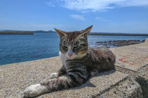 Japanese Landscape Postcard by daikegoro Cat in Katanjima 5 Postcards Photo Card Souvenir