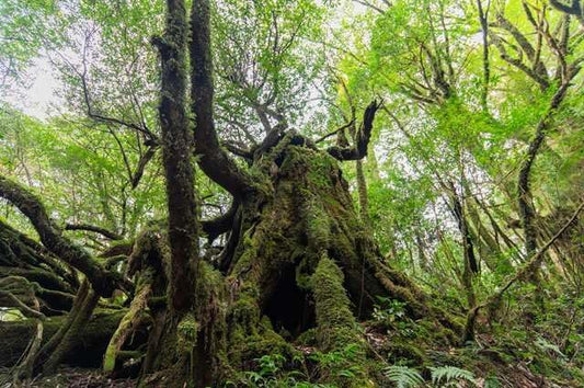 Japanese Landscape Postcard: Kagoshima Prefecture Beautiful Forest Postcard Photo Card Souvenir Photo by daikegoro