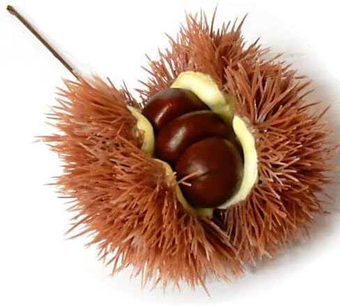 Iga Chestnut Food Sample
