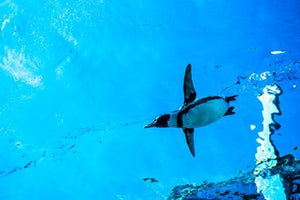 【動物のポストカード】長崎県佐世保 森きらら 水中を舞うペンギン はがき お土産 ハガキ 撮影/daikegoro