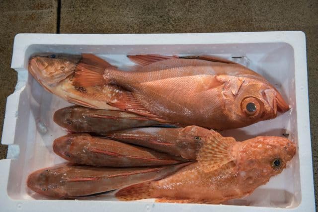 【2027年カレンダー】【食のポストカード】山口県下関市 唐戸市場の箱に並ぶ朝獲れの鮮魚 はがき お土産 ハガキ 撮影/daikegoro