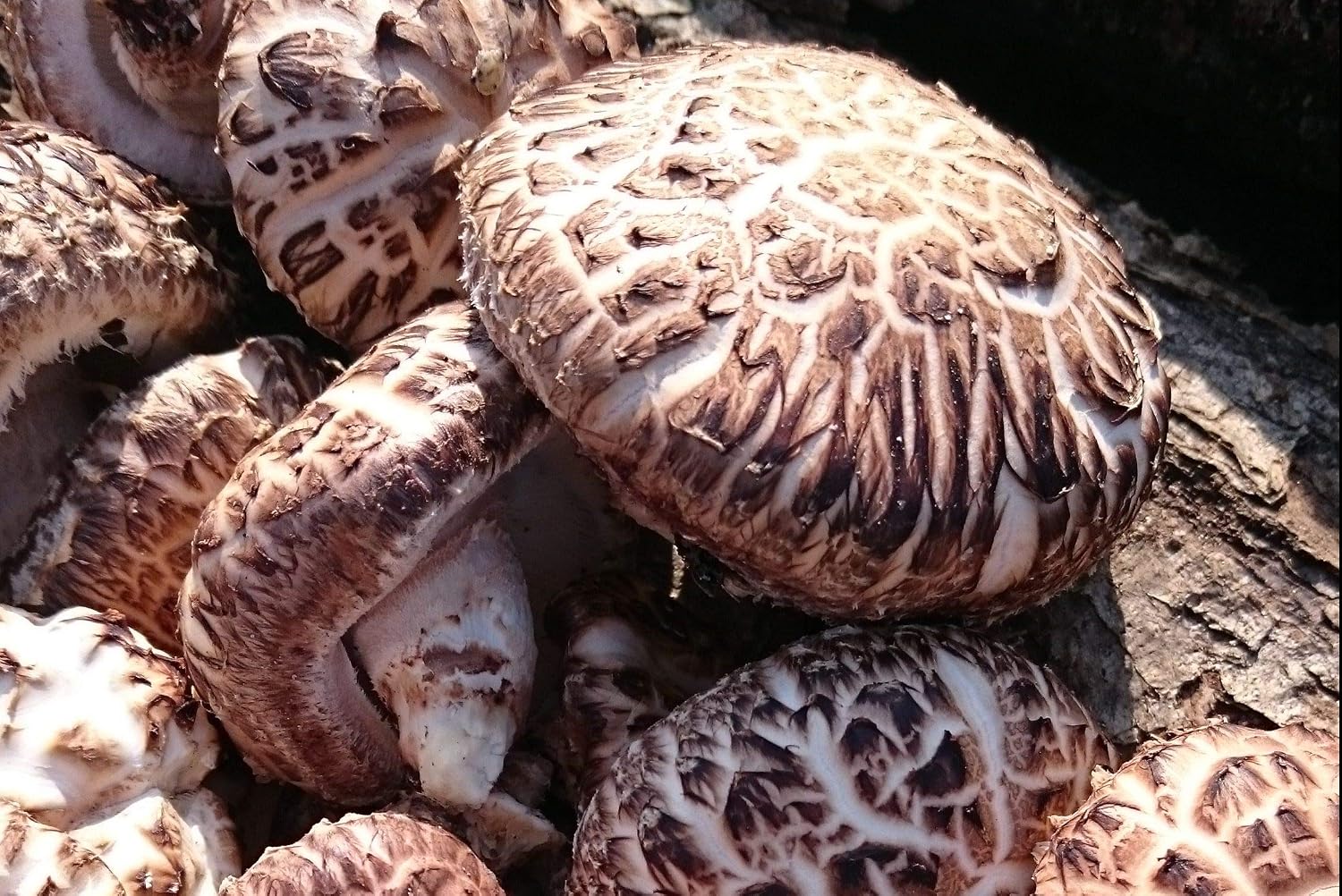 Kumamoto-Produced Log Shiitake Mushroom Slices, Organic, 50g, Rich in Vitamin B and D, Supports Gut Immunity, Convenient Zipper Storage