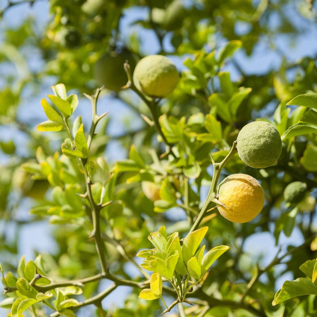 NEAL'S YARD REMEDIES Frankincense Water Lotion, 7.8 fl oz (200 ml)