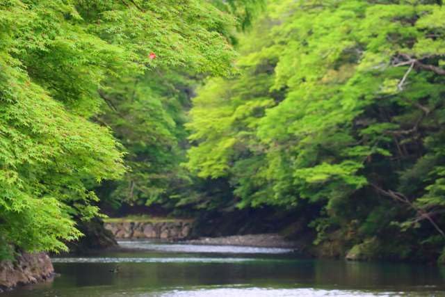 【2027年カレンダー】【日本の風景／地名のポストカード】三重県伊勢市 伊勢神宮内宮を流れる五十鈴川の清流 はがき お土産 ハガキ 撮影/MIRO