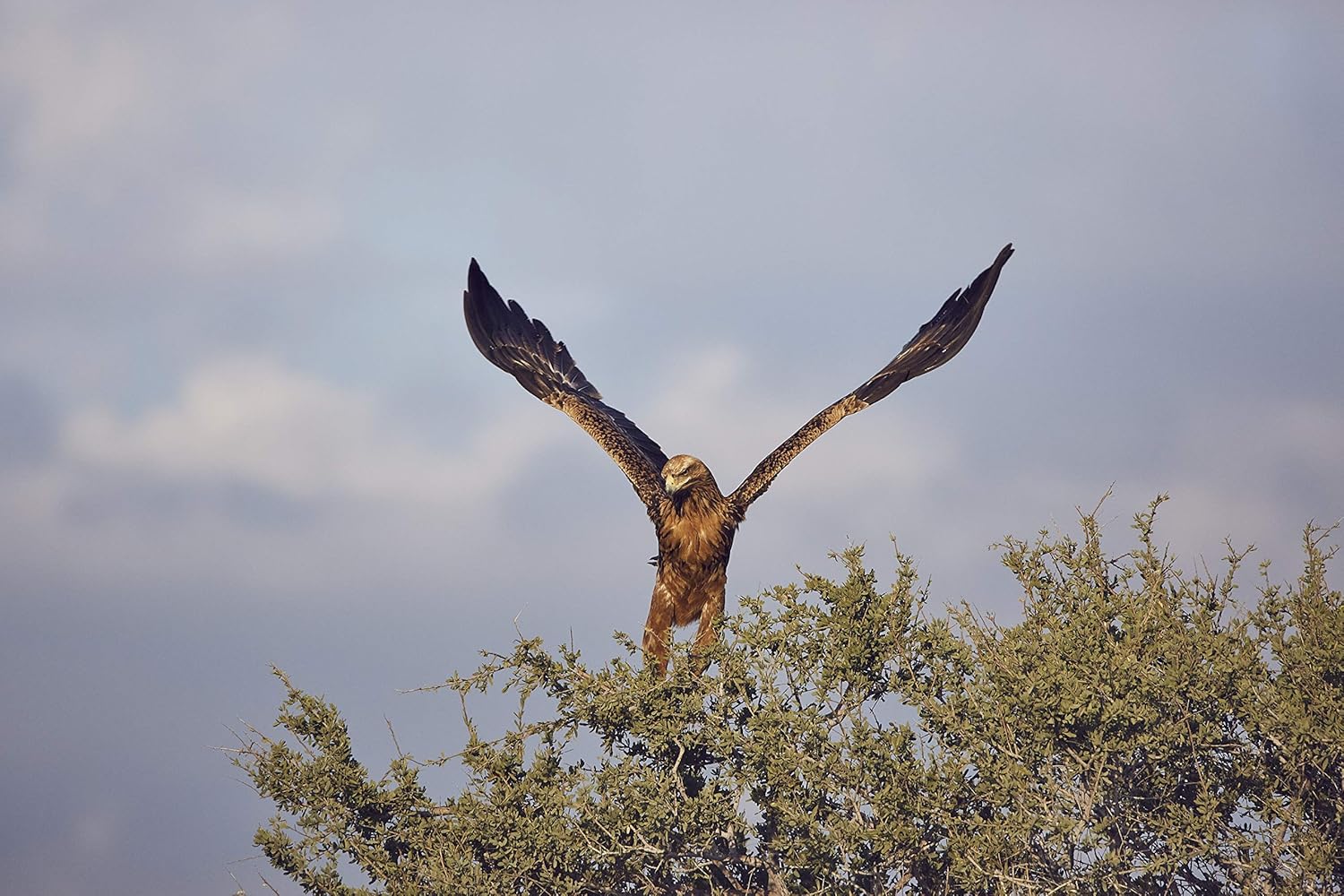 Tamron SP 150-600mm F/5-6.3 Di VC USD G2