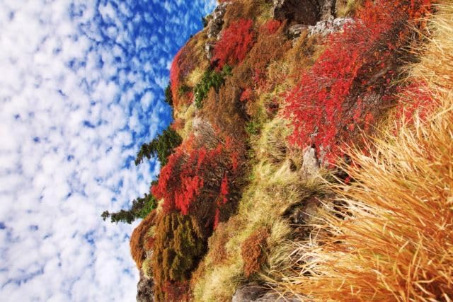 【2027年カレンダー】【日本の風景／地名のポストカード】愛媛県石鎚山 岩場を彩る赤い紅葉と黄金の枯れ草 はがき お土産 ハガキ 撮影/絶景.com