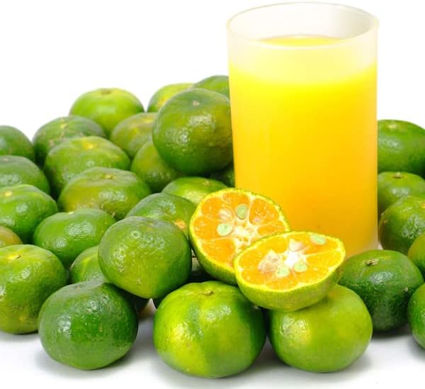 Koba Kasaya Sikuwasa Juice, Tropical Fruits, Noviletin, Raw Solution, Okinawa, Souvenir, 100% Okinawa Prefecture, Yamahara Cicusar, 10.1 fl oz (300 ml)