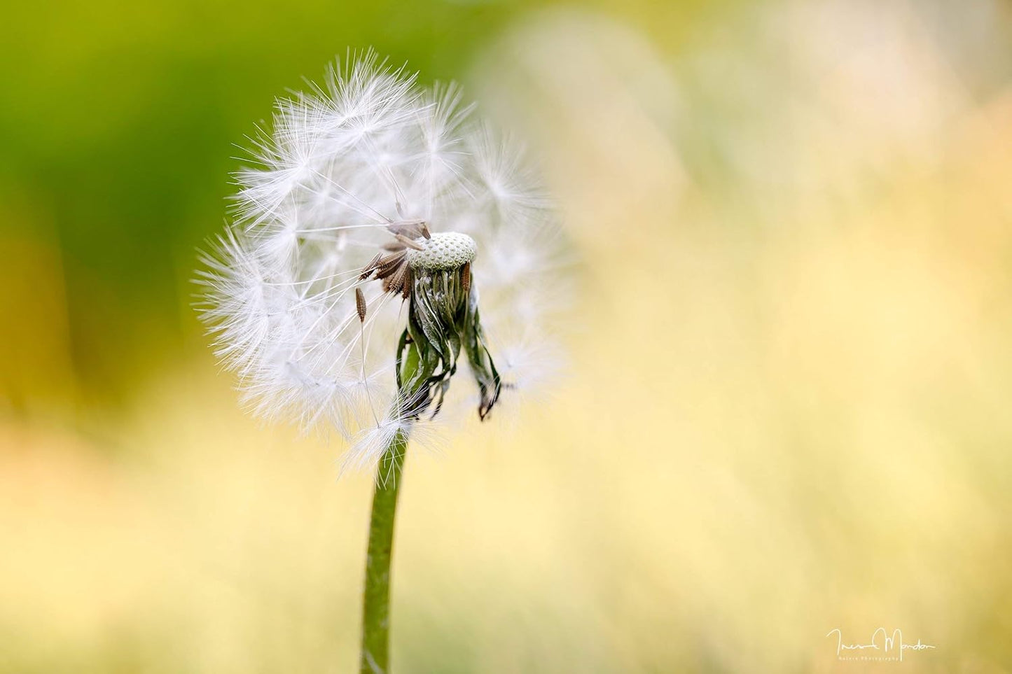 シグマ(Sigma) レンズ 70mm F2.8 DG MACRO Sony ソニー Eマウント 単焦点 望遠 フルサイズ ミラーレス用 Art