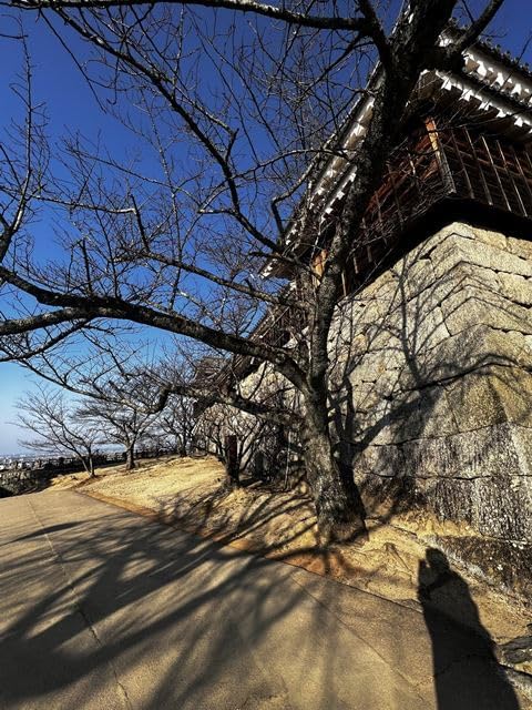 【2027年カレンダー】【日本の風景ポストカード】愛媛県松山市 冬の松山城 石垣と櫓を見上げる桜並木と澄んだ青空 はがき お土産 ハガキ 撮影/MIRO