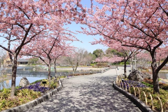【2027年カレンダー】【日本の風景／地名のポストカード】三重県桑名市なばなの里 河津桜のトンネルと園路 はがき お土産 ハガキ 撮影/絶景.com