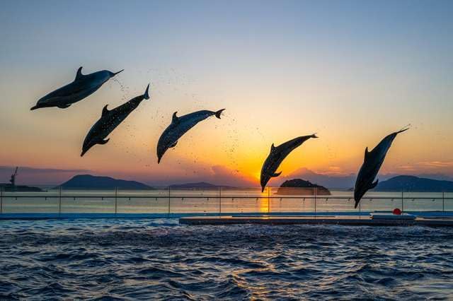 【2027年カレンダー】【日本の風景ポストカード】香川県綾歌郡宇多津町浜一番 四国水族館 イルカショーと夕日８ はがき フォトカードお土産に photo by daikegoro