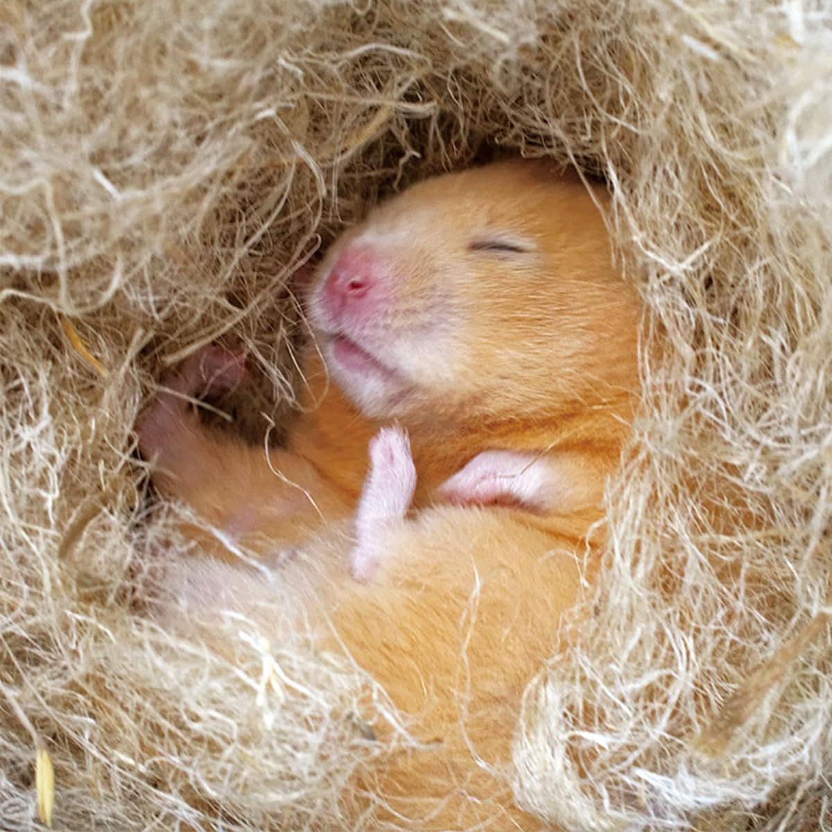 SUDO P-2652 Piccolino New Hamster Nest Craftsman Value 3.7 oz (105 g)