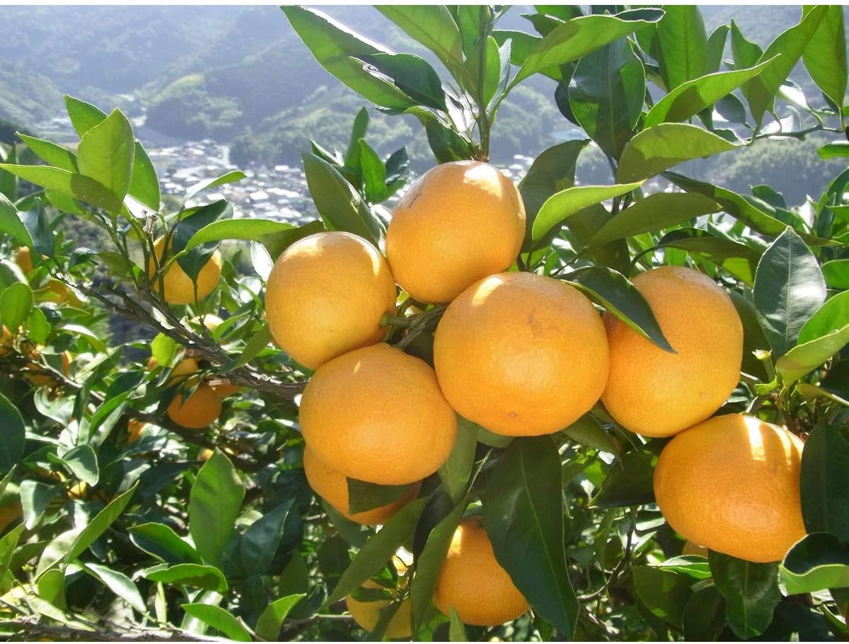 Ehime Mandarin Orange Juice, Straight, 24.3 fl oz (720 ml)