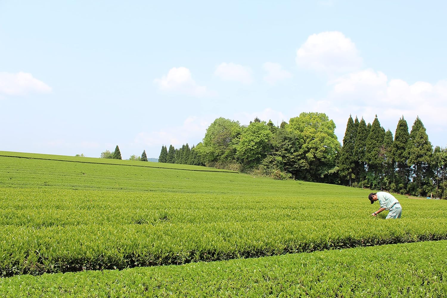 Senchaso Izumo-Fuji Green Green Tea with Matcha, 7.1 oz (200 g) (Tea Sencha, Japanese Tea)