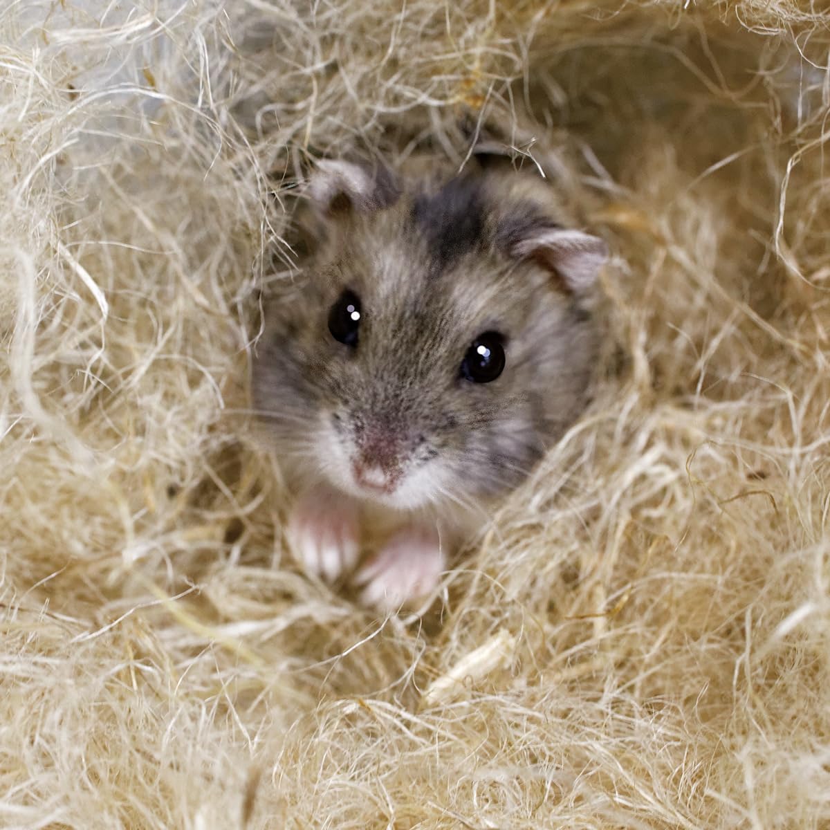 SUDO P-2650 Piccolino New Hamster Nest Craftsman 1.2 oz (35 g)