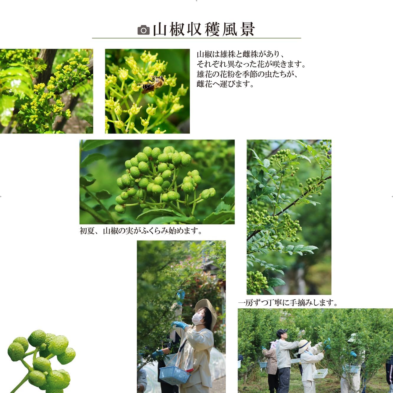 Magical Tsubu Sansho Pepper, 1.3 oz (38 g), Sansho Factory, Additive-free, Hyogo, Souvenir, Special Product, Grain, Food, Spice, Sweets, Western Food, Chocolate