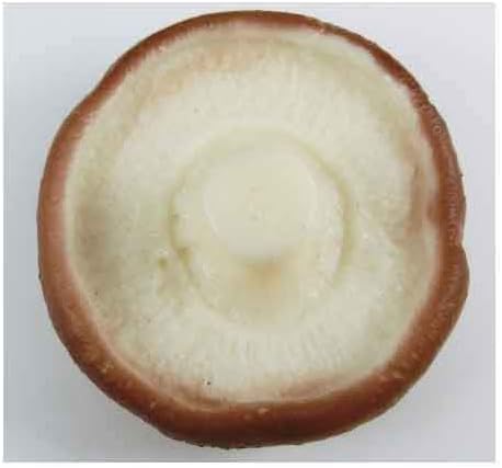 Shiitake Model Shiitake Mushroom 6 Pack Food Sample Vegetable Model