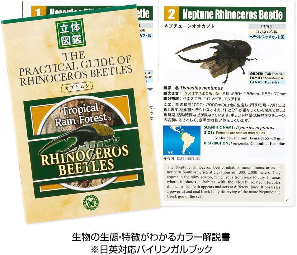 カロラータ 立体図鑑 カブトムシ フィギュア (6種 / 解説書付き) リアル おもちゃ (知育玩具) 誕生日 ギフト プレゼント (食品衛生法クリア) ライナセラスビートル/リアルフィギュアボックス 模型/クリスマス クリスマスプレゼント