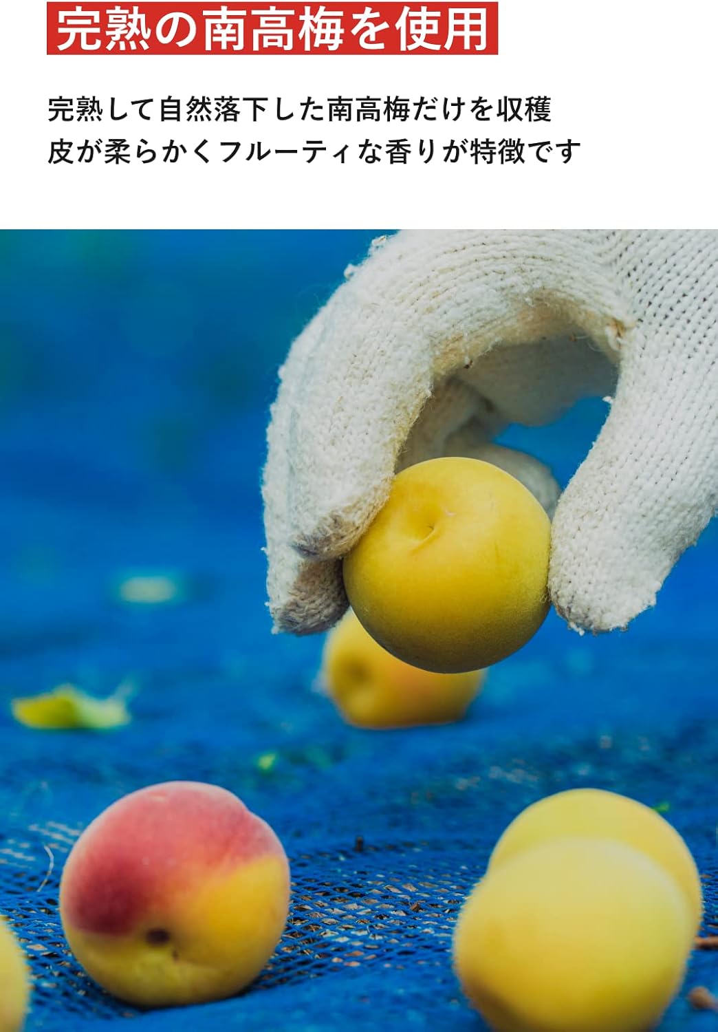 Plum Boys [Additive-free Kishu Nanko Plum] Unsweetened pickled plum tube pickled with sun-dried salt only, 4.9 oz (140g) (18% salt content), natural salt, Kishu-produced (Wakayama Prefecture, Mie
