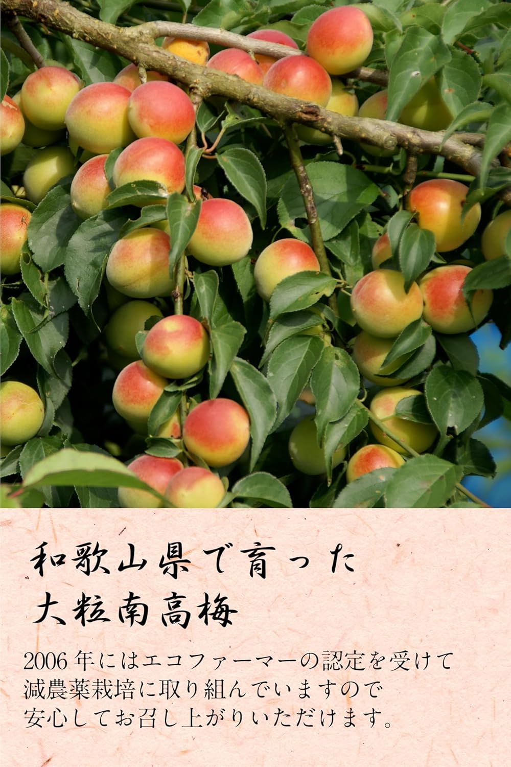 Homemade Shiso Pickled Large Nanko-Ume Plums 1kg, Wakayama-Produced, Traditional Purple Perilla Pickled Nanko-Ume Plums, 13% Salt Content, No Additives, No Colorants, Made with Purple Perilla. No