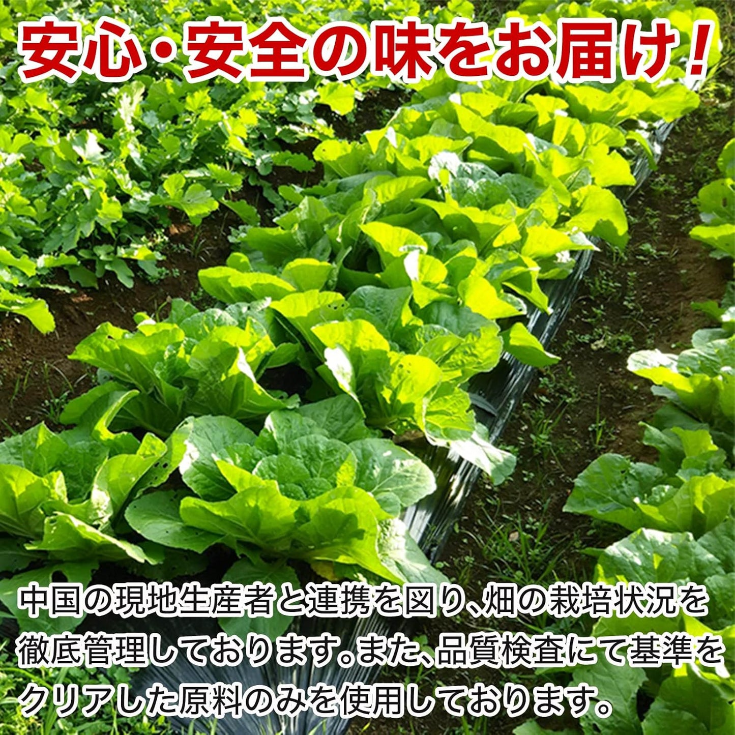 【Kyushu Kara no Okurimono】Intensely Spicy Spicy Mustard Pickles 500g Fried for Commercial Use Pickles Must-See for Spicy Food Lovers Rice Companion Mustard Pickles (1 bag)